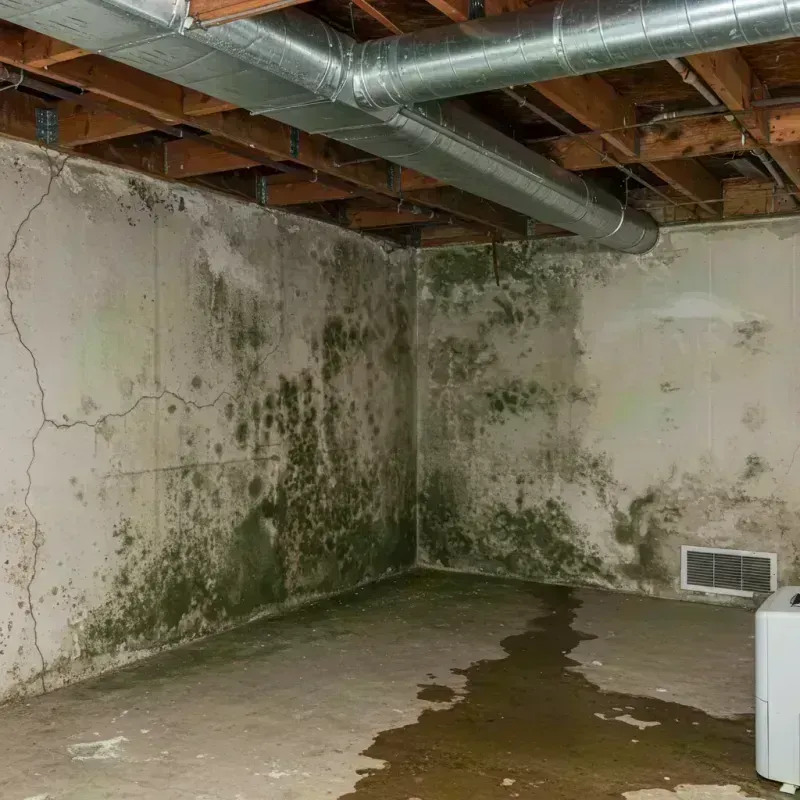 Professional Mold Removal in Kenwood, IL